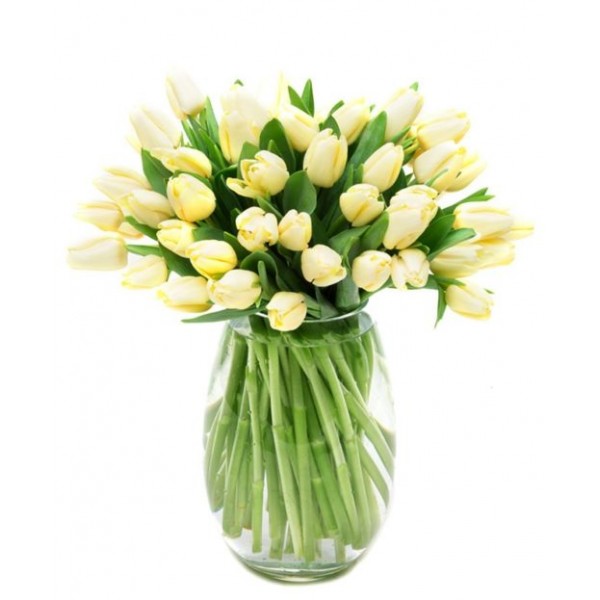 Cream Tulips for Home or Office