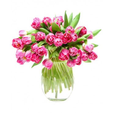 Pink & Cream Tulips for Home or Office