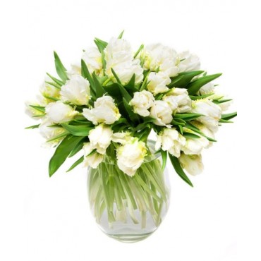 White & Green Tulips for Home or Office