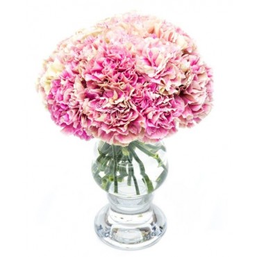 Pink Mottled Carnations for Home or Office