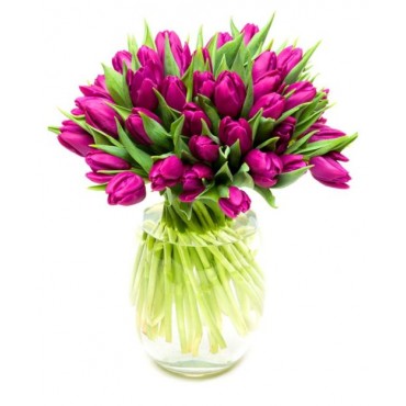 Purple Tulips for Home or Office