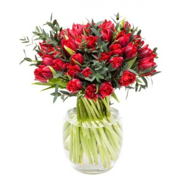 Red Parrot Tulips for Home and Office