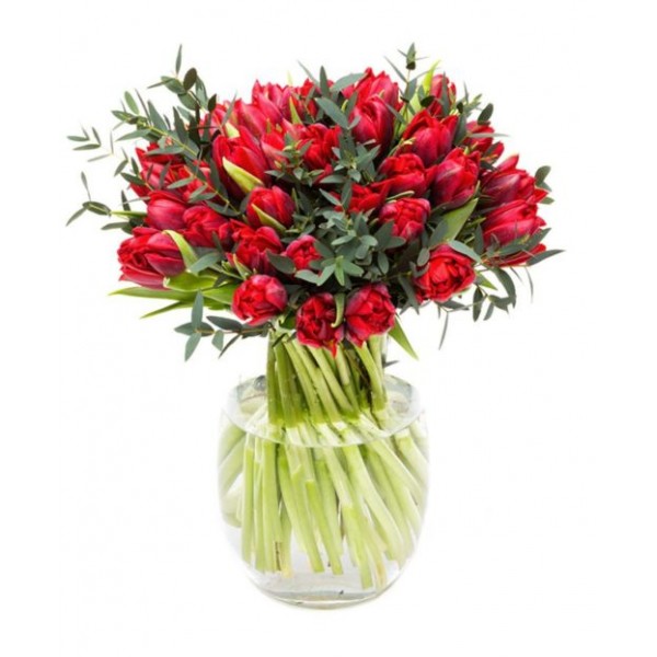 Red Parrot Tulips for Home and Office